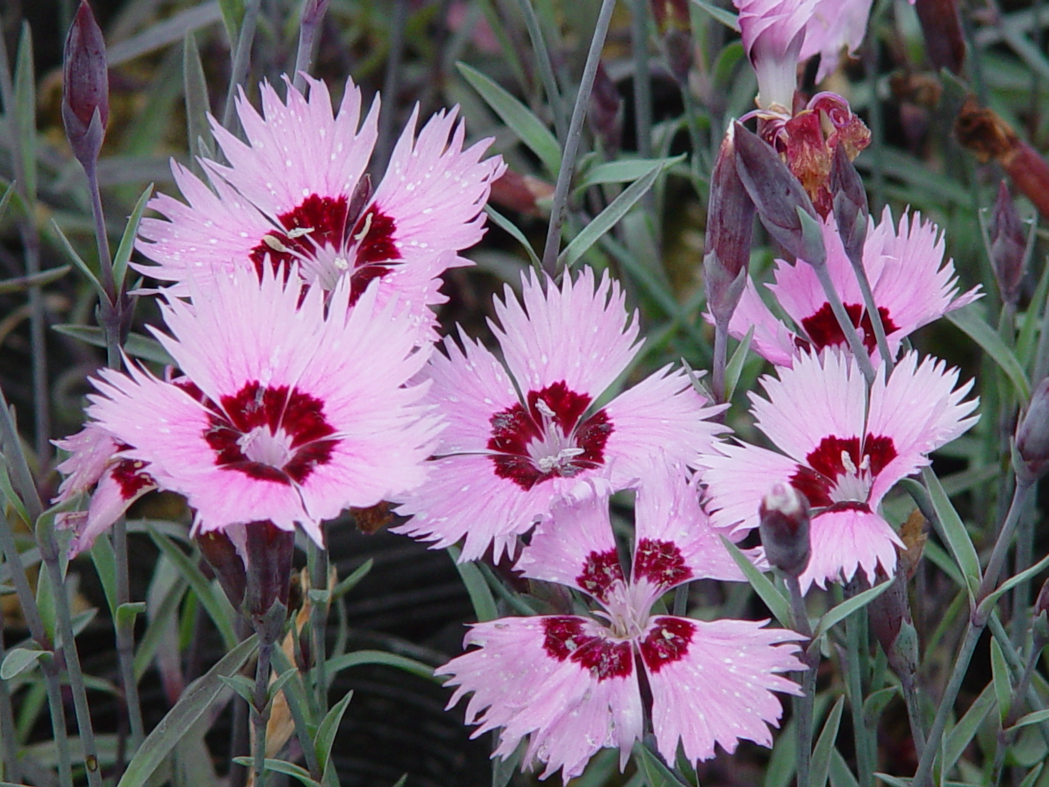 Dianthus plumarius 'Chameleon'